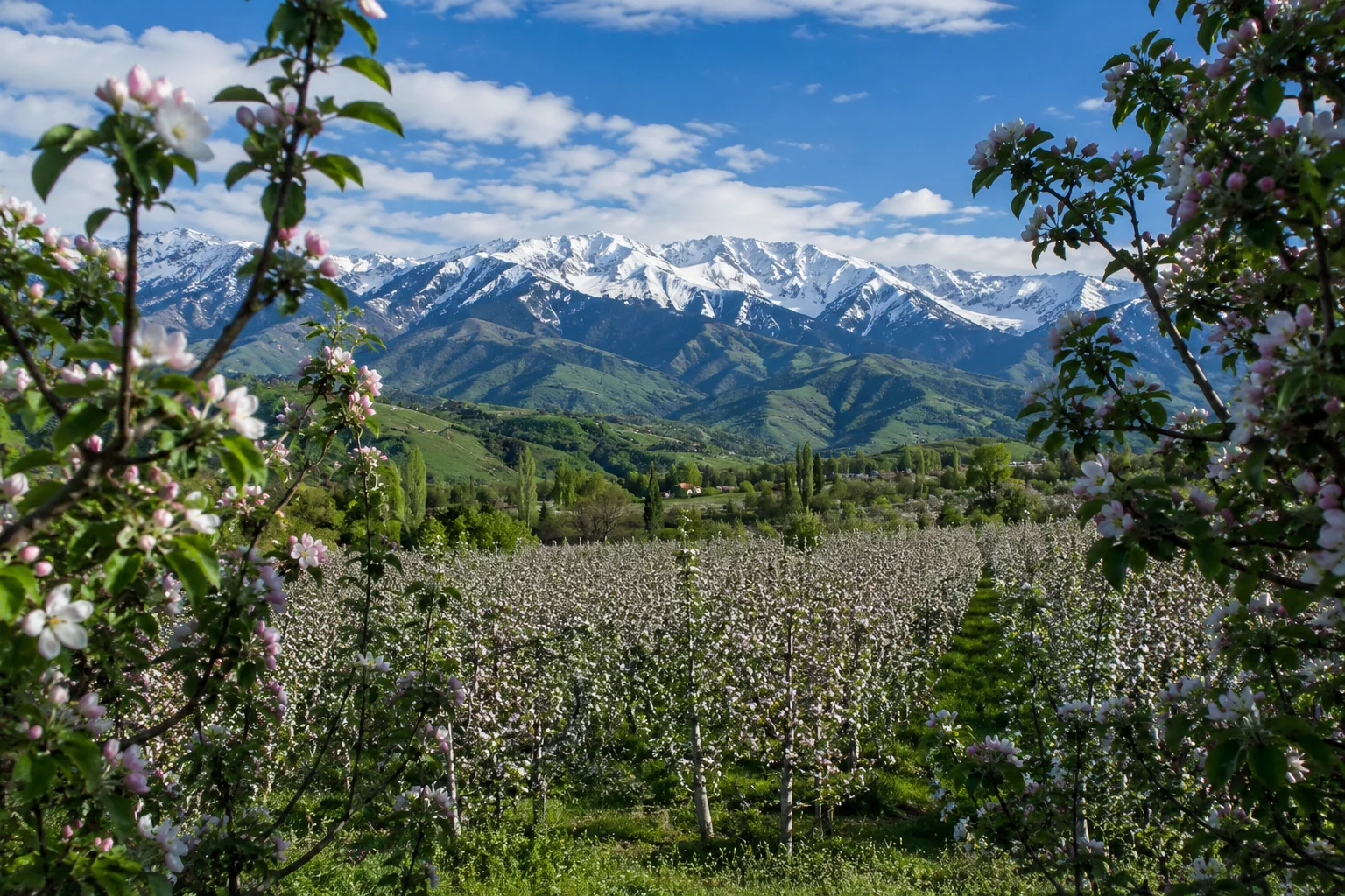 Almaty Apple Garden, Kazakhstan