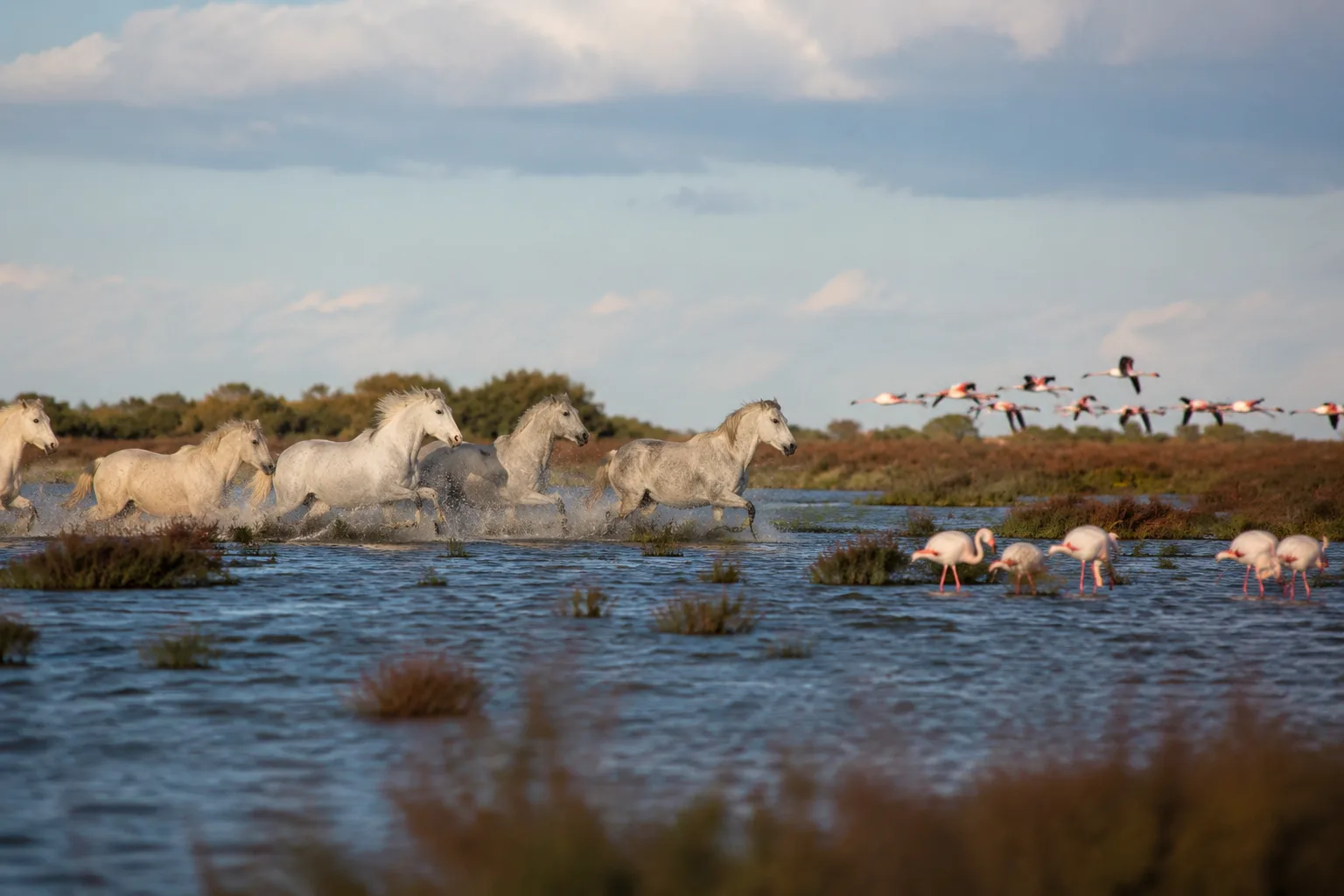 The Camargue, France