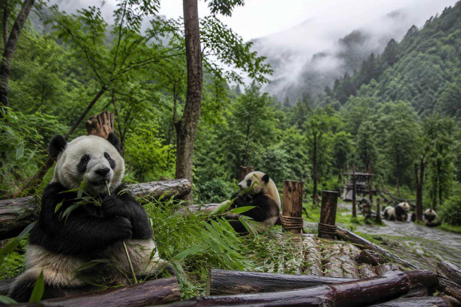 Chengdu Panda Base, China