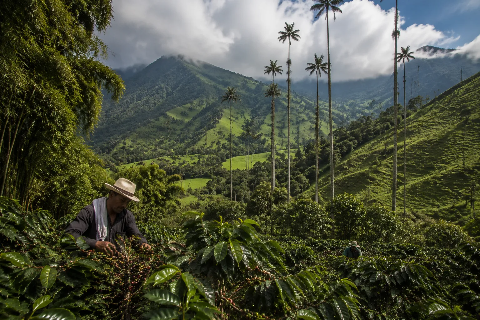 Colombian Coffee Region, Colombia