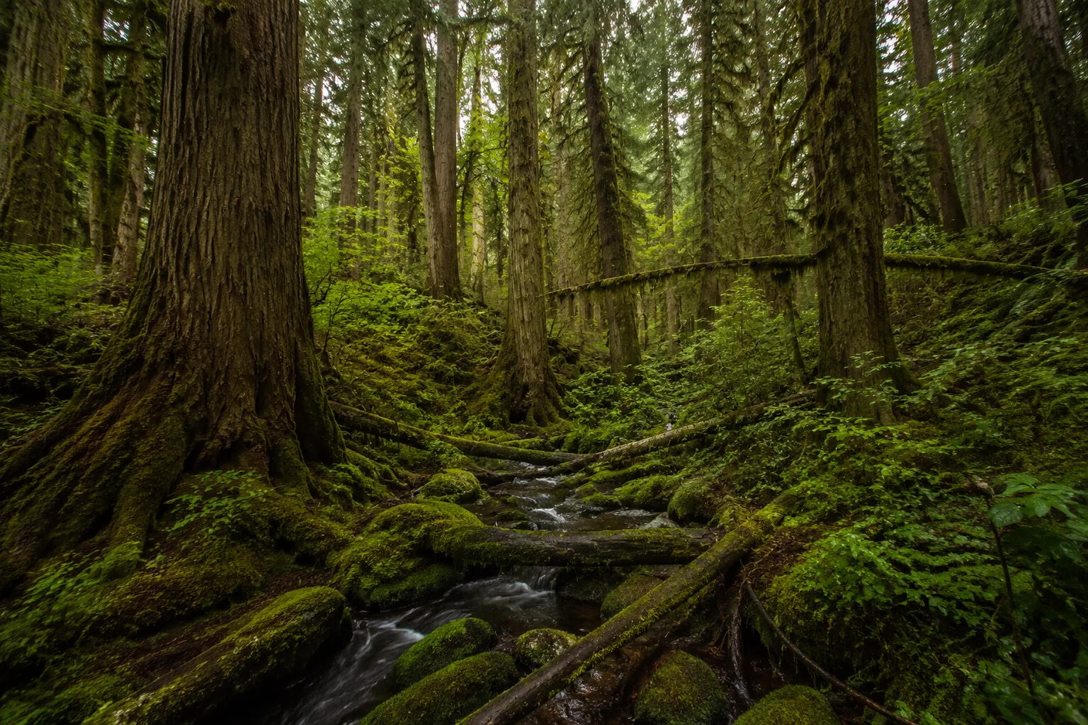 Forest Retreat, United States