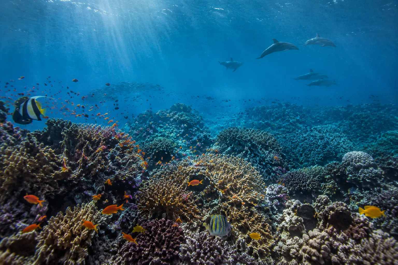 Great Barrier Reef, Australia