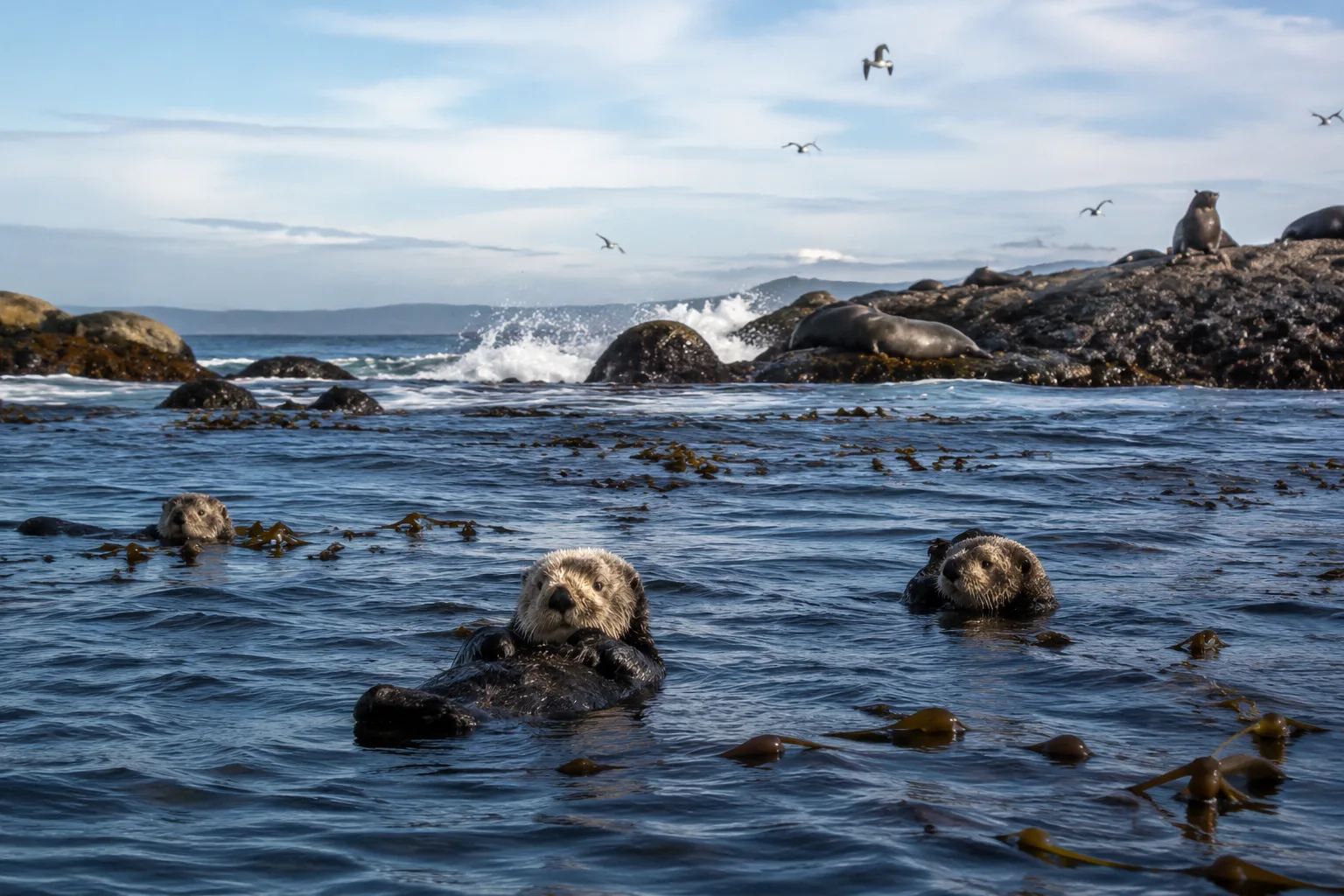 Monterey Bay, USA