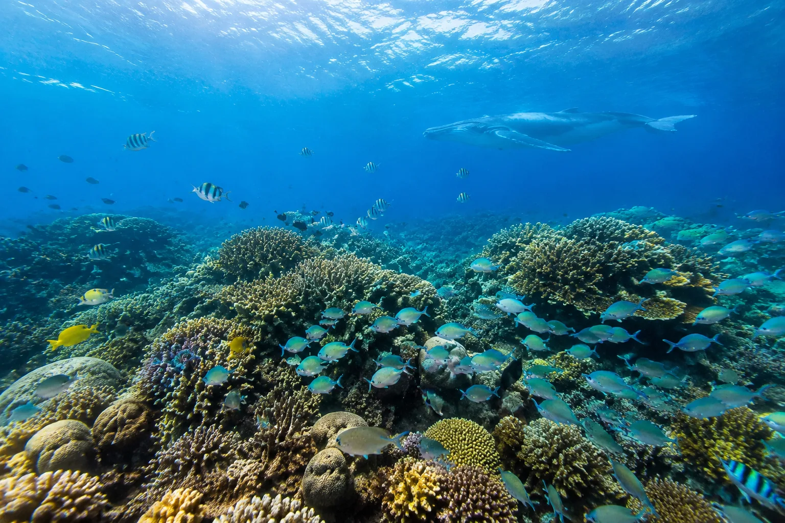 New Caledonia Reef, New Caledonia