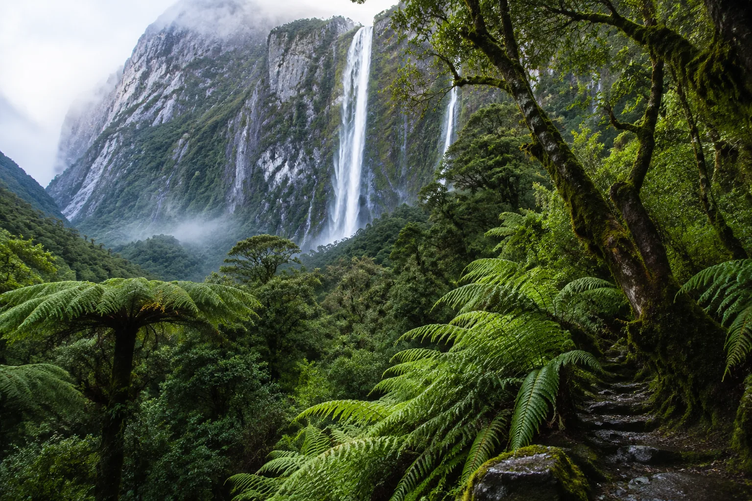 New Zealand Forest, New Zealand