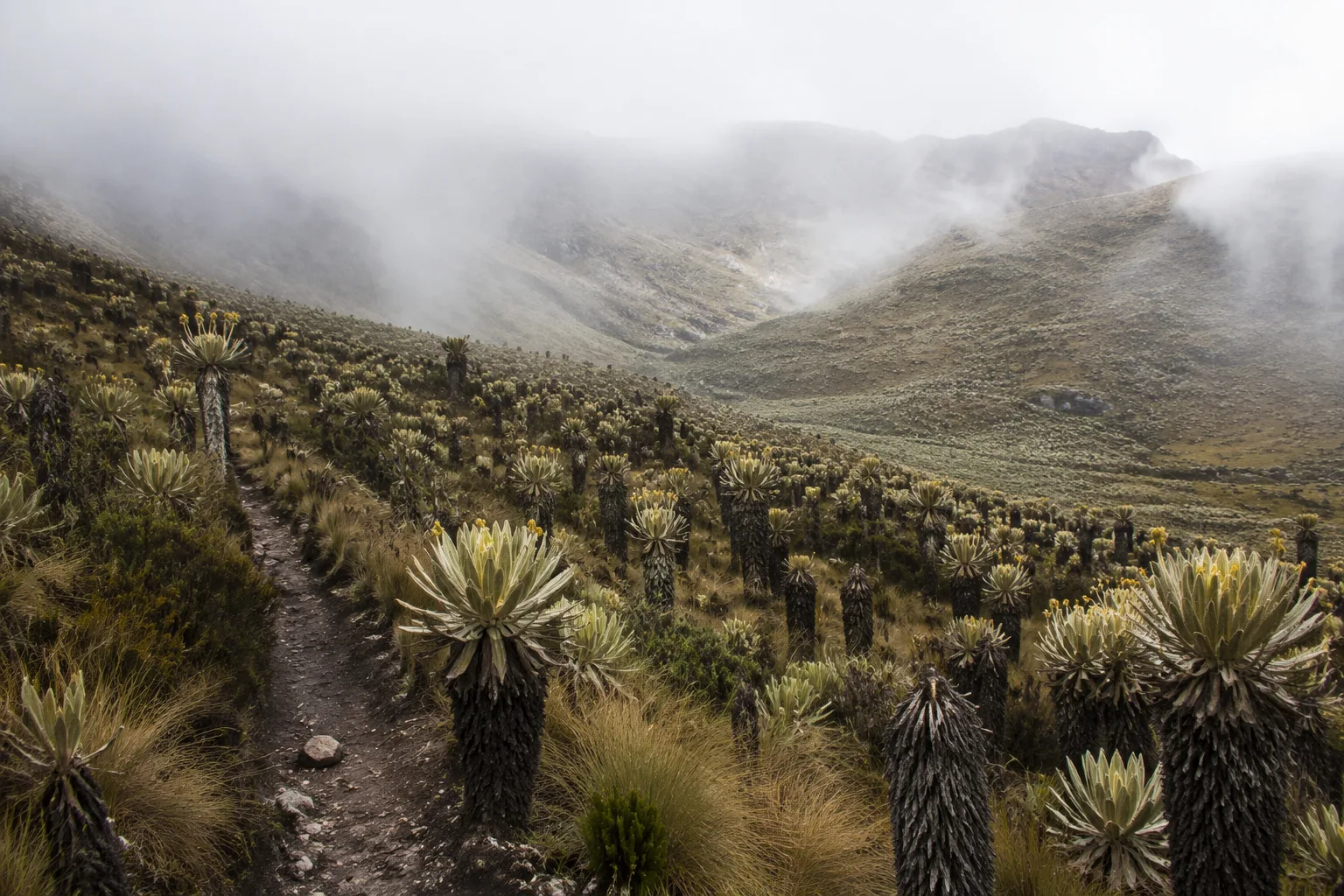 Páramo Ecosystem, Colombia