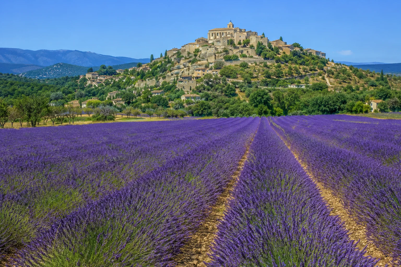 Provence Lavender, France
