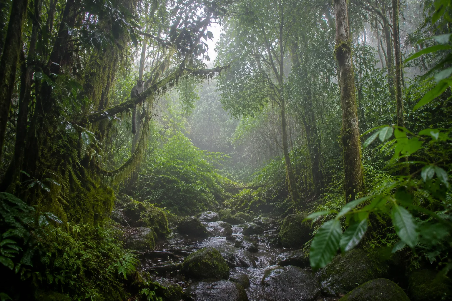Ranomafana Rain, Madagascar