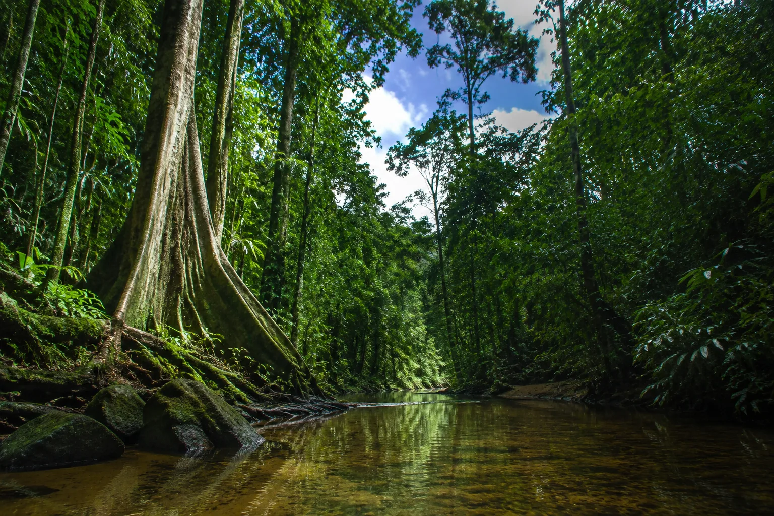 Suriname Rainforest, Suriname