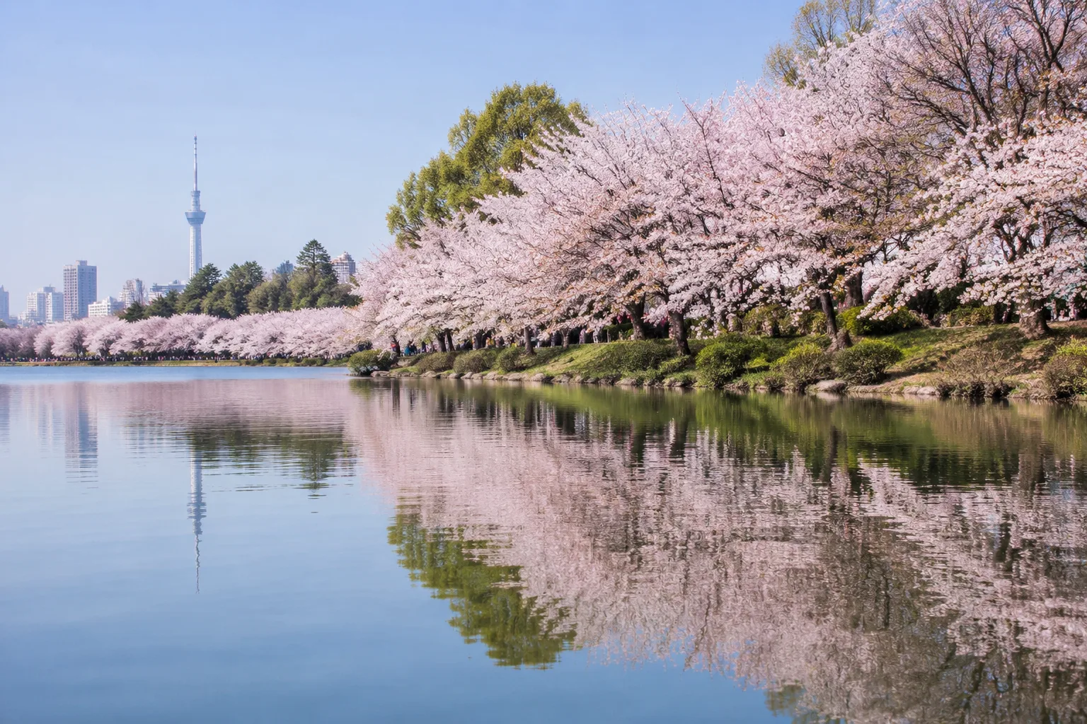 Wuhan Cherry Blossoms, China