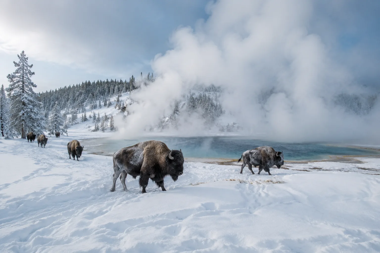 Yellowstone Winter, USA